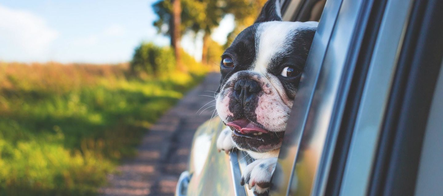 Met de auto naar zee: neem je hond mee!