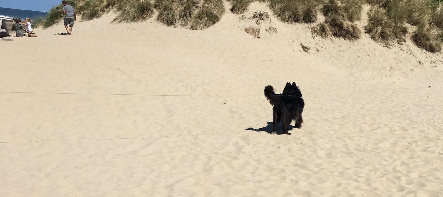 Terug met de hond op het strand