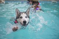 Hond Zwemt Husky water