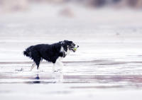 Hond met bal op het strand