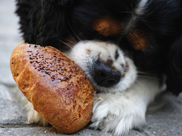 hond eet brood