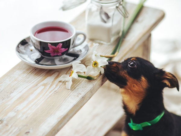 hond ruikt aan thee